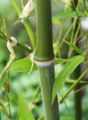 Bambu1.jpg