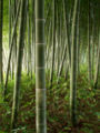Bambu2.jpg